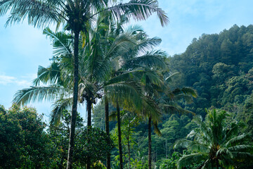 Coconut Trees with Fruit on Mountain Slope

