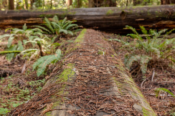 California Redwoods