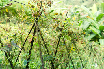 Aged Long Bean Vines on Bamboo Support in Sunlight