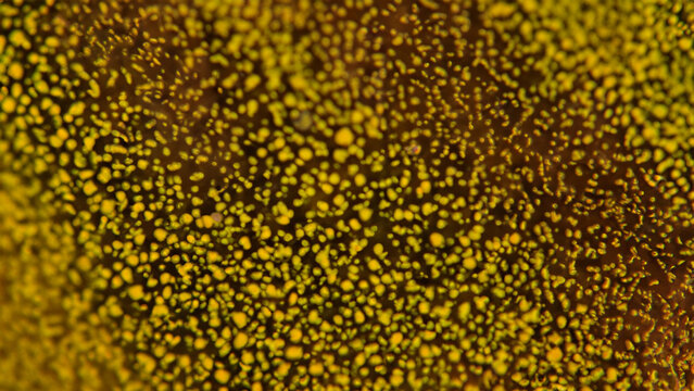Close-up view of a textured surface with yellow dots on a dark background