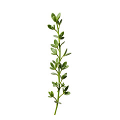 Fototapeta premium Detailed depiction of a thyme sprig with delicate leaves against a plain backdrop, showcasing its vibrant green hues and textured stem