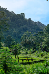 Terraced Rice Fields Amid Mountain Jungle Landscape