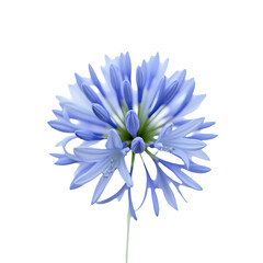 Detailed macro shot of a vibrant blue Agapanthus flower, showcasing its intricate petal structure and delicate stamen arrangement