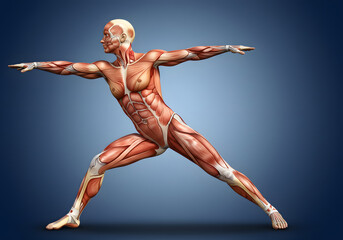 Human female body anatomy illustration
