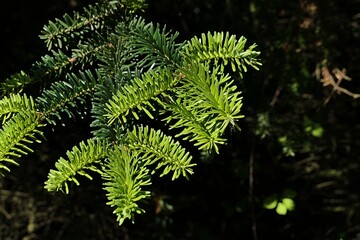Fresh light green spring needles on branch tip of coniferous tree Nordmann Fir, also called...