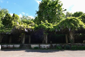 Wooden pergola supported by stone columns  outgrowing with climbing plant Wisteria Sinensis, also called Chinese Wisteria. Thuja shrubs, willow and some other plant in backgorund. 
