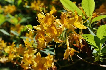 Yellow blossoming flowers of Yellow Azalea shrub, also called Honeysuckle Azalea, latin name Rhododendron luteum, sunlit by late spring daylight sunshine. 