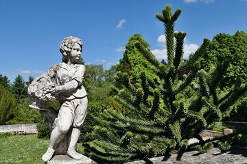 Obraz premium Decorative stone statue of a victorian styled boy wearing basket full of flowers and fruit, standing next to Monkey Puzzle Tree, latin name Araucaria araucana. Blue skies in background.