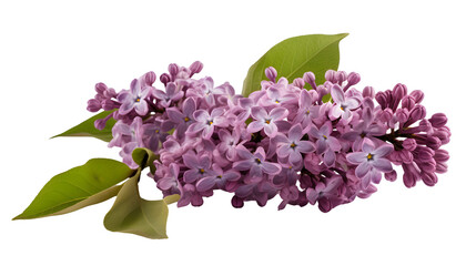 lilac transparent background png
