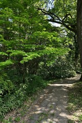 Footpath in park hidden in shade of Palmate Maple tree, latin name Acer Palmatum, and some small bamboo plants around. Spring daylight sunshine. 