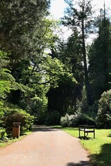 Landscape with sunlit pathway in cultivated park, wooden thrash bin and bench on side of the pathway, large tall coniferous and evergreen trees around. Spring daylight sunshine. 