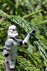 Naklejka premium GI JOE action figure of Clone trooper reaching for fresh spring branch tip of coniferous tree called Japanese Cedar or Japanese Redwood or Sugi, latin name Cryptomeria Japonica. 