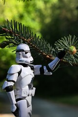 Naklejka premium Star Wars action figure of Clone Trooper holding spring branch tip of coniferous tree Alcock Spruce, latin name Picea alcoquiana. Sunlit by spring daylight sunshine. 