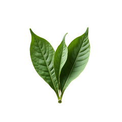 Detailed Presentation of Three Gently Curled Sage Leaves against a Pure Showcase the Natural Beauty