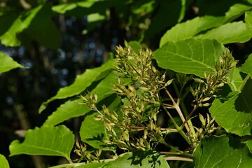 Detail of branch with evolving flowers, buds and ovoid leaves of Manna Ash tree, also called South European Flowering Ash, latin name Fraxinus Ornus, sunlit by spring daylight sunshine. 