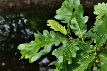 Spring leaves of Georgia Oak, rare deciduous tree, also called Stone Mountain Oak, latin name Quercus georgiana, native to southeastern United States, sunlit by daylight sunshine. 