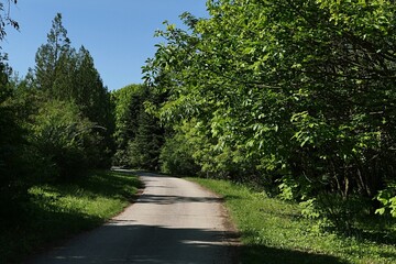 Landscape with narrow asphalt road and various broadleaf and coniferous trees along cultivated lawn of spring arboretum.  Clear blue skies. 