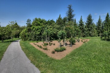Spring landscape with recently cultivated flower bed for rose flowers cultivars in park, asphalt pathway on the left, cultivated lawn around and coniferous trees in backgorund. Clear blue skies. 