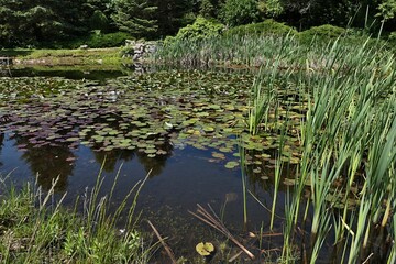 Water lilies, cane and reed plants and some other aquatic plant species outgrowing small decorative park pond, sunlit by spring daylight sunshine, 