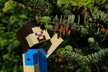 Naklejka premium LEGO Minecraft articulated figure of smiling Steve, reaching for small male cones of Nordmann Fir coniferous tree, also called Caucasian Fir, latin name Abies nordmanniana, submit by spring daylight. 