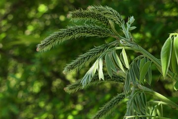Spring branch tip and young leaves of Desert False Indigo plant, also called False Indigo-bush, latin name Amorpha Fruticosa, partially sunlit by morning sunshine. 