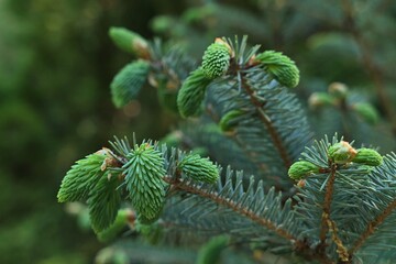 Fresh spring needle fascicles on coniferous tree Picea alcoquiana, also called Picea Bicolor,...