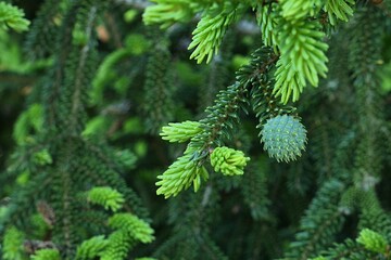 Fresh light green spring needles and developing emerald green cone of decorative coniferous tree Oriental Spruce, also called Causasian Spruce, latin name Picea Orientalis. 