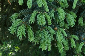 Light green spring needle fascicles on tip of branch of coniferous tree Blue Spruce, also called...
