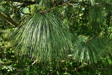 Hanging long needles of asian coniferous tree Bhutan Pine, latin name Pinus Wallichiana, growing in botanical garden, partially sunlit by spring daylight sunshine. 
