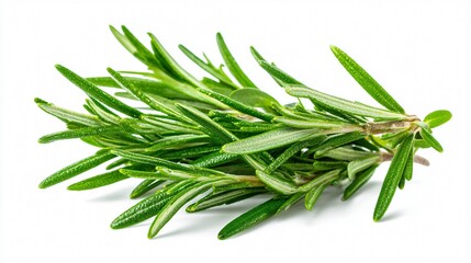 Fresh Rosemary Herb Isolated on White Background - Culinary Herb Photography