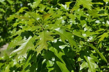 Young spring shiny lobed leaves on branch of Oak tree, possibly Northern Red Oak (Quercus Rubra), sunbathing in spring daylight sunshine. 