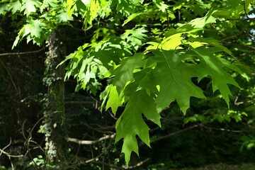 Green lobed alternate leaves of Northern Red Oak tree, latin name Quercus Rubra, partially lit by...