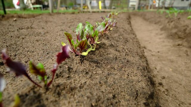 Moving camera forward above row of red beets growing in sand rich soil in the garden bed - slow motion shot