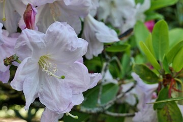 White to light pink campanulate bell shaped flowers of Rhododendron Fortunei, growing as decorative plant in parsk, spring season.