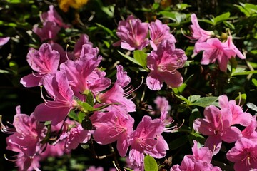 Detail of dense pink blossom on shrub of Rhododendron Roseum, sunlit by spring daylight sunshine. 