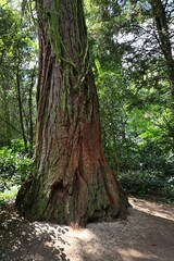 Huge base of tree trunk of Giant Sequoia, also called Giant Redwood, latin name Sequoiadendron...