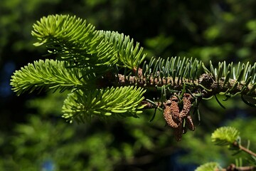 Branch and male spring cones of coniferous tree of Nordmann Fir tree, also calles Caucasian Fir, latin name Abies nordmanniana, sunlit by daylight sunshine. 