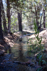 stream in the woods