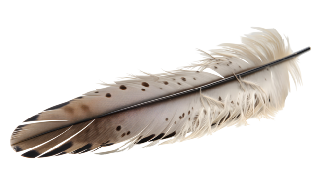 quill transparent background png