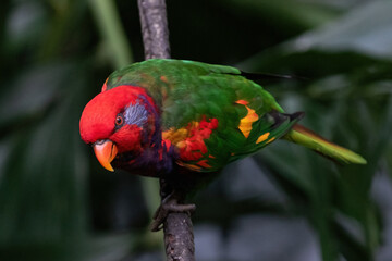 Brightly colored Lorikeet, perched on a branch in Edward Youde Aviary in Hong Kong park. 
