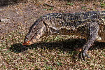 Closeup portrait of asian Water Monitor lizard (Varanus salvator) in Lumphini Park, downtown Bangkok. Food in its mouth; Green grass in the background. 
