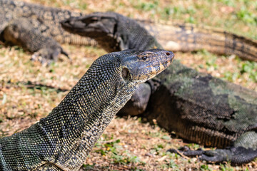 Pair of asian Water Monitor lizard (Varanus salvator) in Lumphini Park, downtown Bangkok. 
