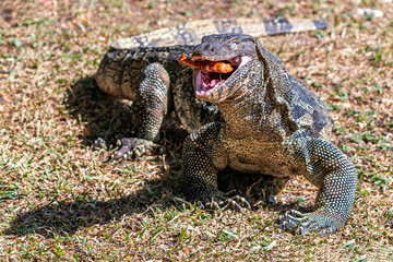 Closeup portrait of asian Water Monitor lizard (Varanus salvator) in Lumphini Park, downtown Bangkok. Mouth open, preparing to swallow food. Inner eye lens closed.. Green grass in the background. 

