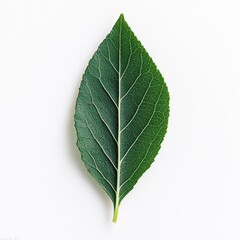 Obraz premium Fresh Green Leaf Isolated on White Background for Natural Themes