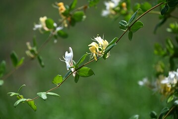 Japanese honeysuckle flowers. Caprifoliaceae evergreen vine.
The buds are pink and the white flowers that bloom in early summer eventually turn yellow.