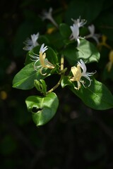Japanese honeysuckle flowers. Caprifoliaceae evergreen vine.
The buds are pink and the white...