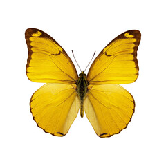 Obraz premium Vividly colored, close-up image of a yellow butterfly, showcasing its delicate wings and intricate markings.