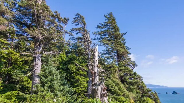 Footage shows the majestic Fitzroya tree, a towering ancient conifer native to Chile. Also called Alerce, this tree is among the longest-living in the world.