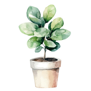 watercolor potted plant, green leaves, white background clip art preview