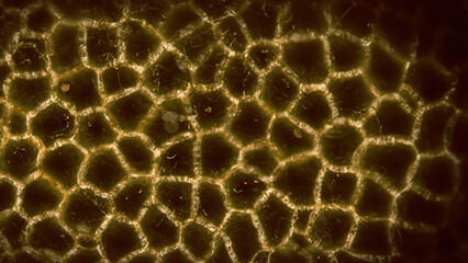Detailed microscopic view of a textured surface, showing hexagonal patterns and intricate details